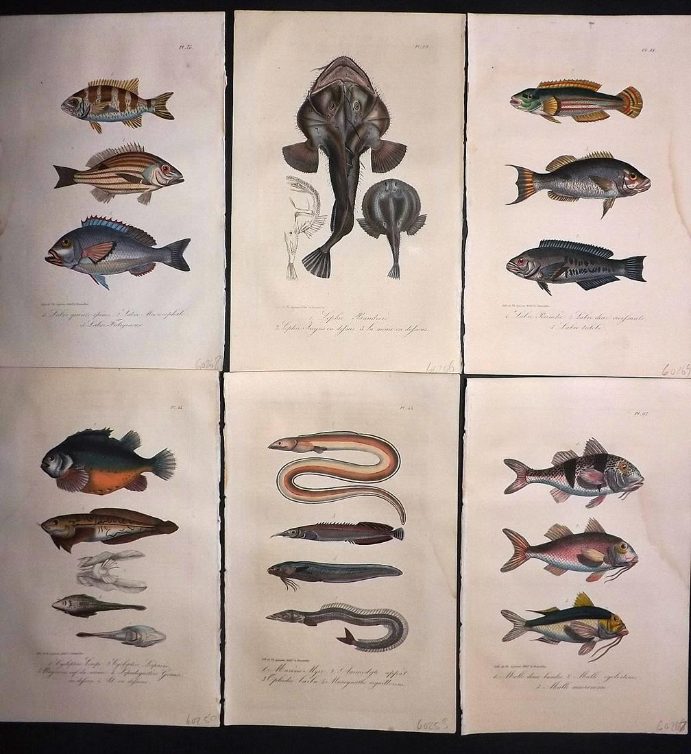 Lacepede, Bernard 1835 Lot of 6 HCol Prints. Fish (1 of 2)