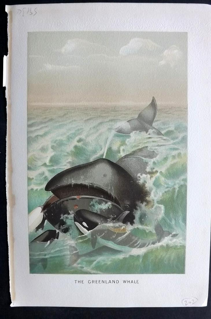Lydekker, Richard 1895 Antique Print. Greenland Whale: Chromolithographs Published 1894-95, London for "The Royal Natural History" by Richard Lydekker. Illustrated by Smit, Keulemans, Wolf and others. Paper Size: 10 x 6.5 inch (25 x 16.5cm) Good Condition