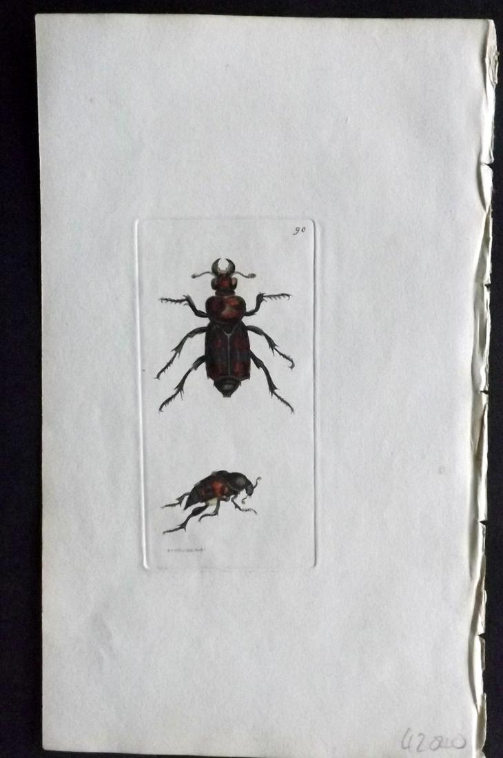 Nodder, Richard 1815 HCol Print. American Gravedigger (1 of 2)