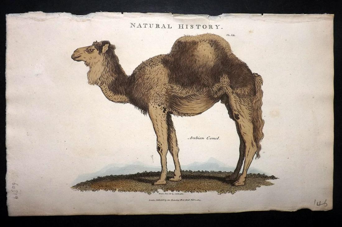 Pantologia 1813 Hand Col Print. Arabian Camel (1 of 2)