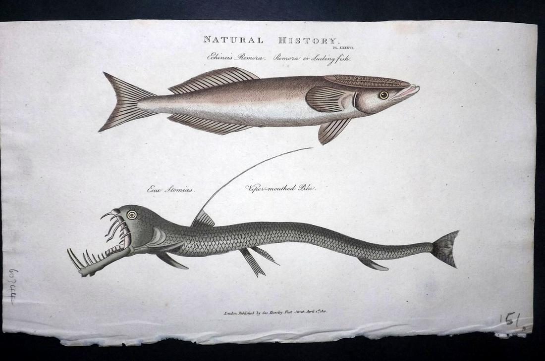 Pantologia 1813 Hcol Fish Print. Viper mouthed Pike etc: Hand Colored Copper Plate Published 1806-13, London for ""Pantologia: A New Cyclopaedia, Comprehending a Complete Series of Essays"" by John Mason Good et al. Paper Size: 9.5 x 6 inch (24 x 15cm) Good