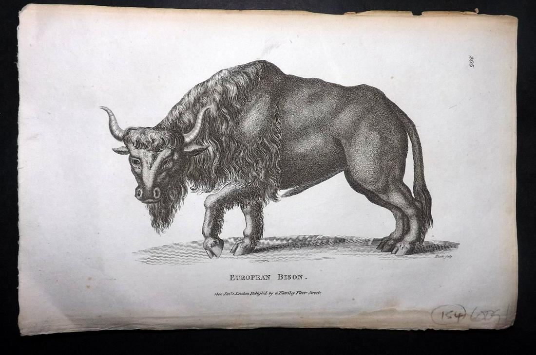 Shaw, George 1800 Antique Print. European Bison: Copper Plate Published 1800-26 by G.Kearsley, London for "General Zoology or Systematic Natural History" by George Shaw. Paper Size: 9 x 6 inch (23 x 15cm) Good Condition overall