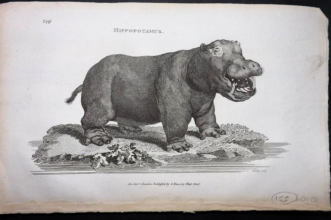 Shaw, George 1800 Antique Print. Hippo: Copper Plate Published 1800-26 by G.Kearsley, London for "General Zoology or Systematic Natural History" by George Shaw. Paper Size: 9 x 6 inch (23 x 15cm) Good Condition overall