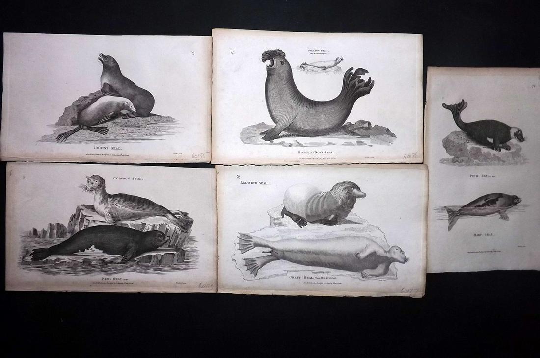 Shaw, George 1800 Lot of 5 Prints. Seals (1 of 2)