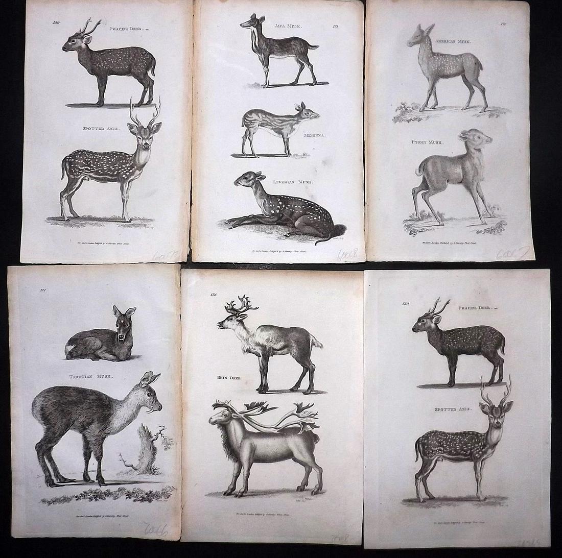 Shaw, George 1800 Lot of 6 Prints. Deer incl Reindeer (1 of 2)