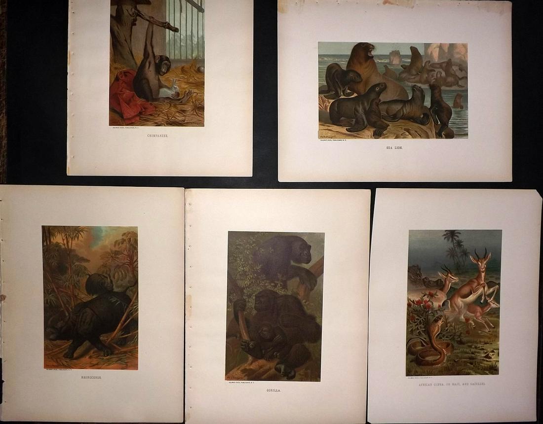 Wood & Prang 1898 Lot of 5 Natural History Prints (1 of 2)