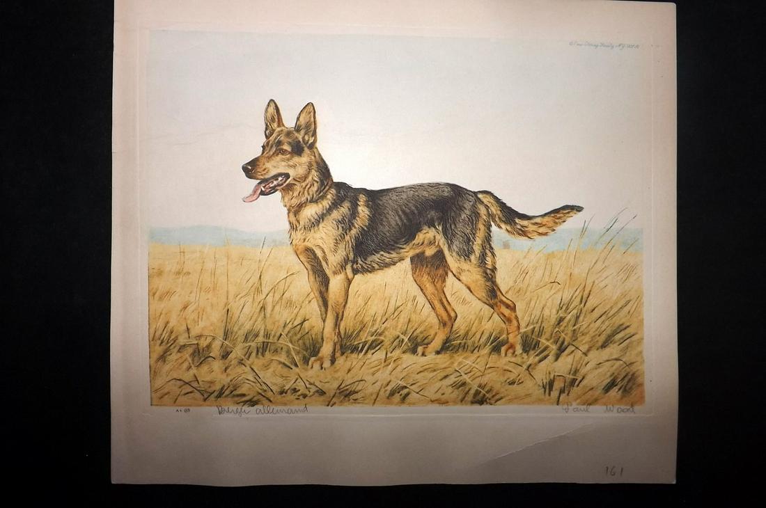 Wood, Paul C1935 Signed Dog Etching. Berger Allemand: Colour Printed Etching Published C1935 by the Paris Etching Society, New York. Drawn & Etched by Paul Wood. Signed and Titled in pencil by Wood, bottom margin. Paper Size: 9.5 x 8.5 inch (24 x 22cm) G