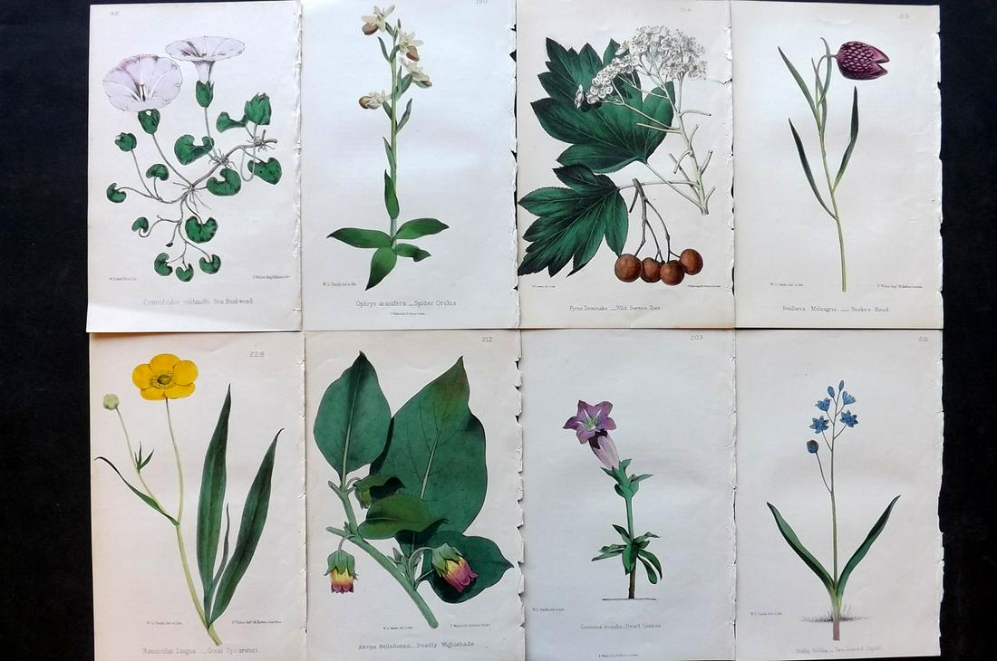 Hogg & Johnson C1870 Lot of 8 HCol Botanical Prints: Hand Coloured Lithographs Published 1863-1880, London for "The Wild Flowers of Great Britain" by Robert Hogg & George W. Johnson. Paper Size: 9 x 5.5 inch (23 x 14cm) Good Condition