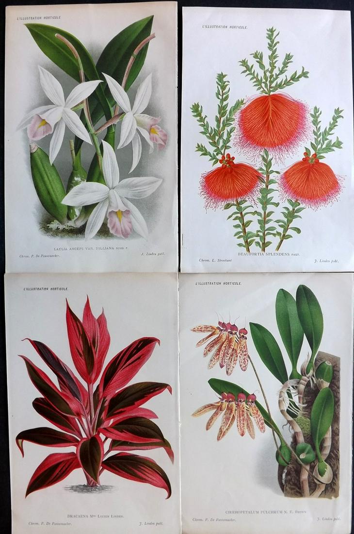 L'Illustration Horticole C1880 Lot of 4 Botanical (1 of 2)