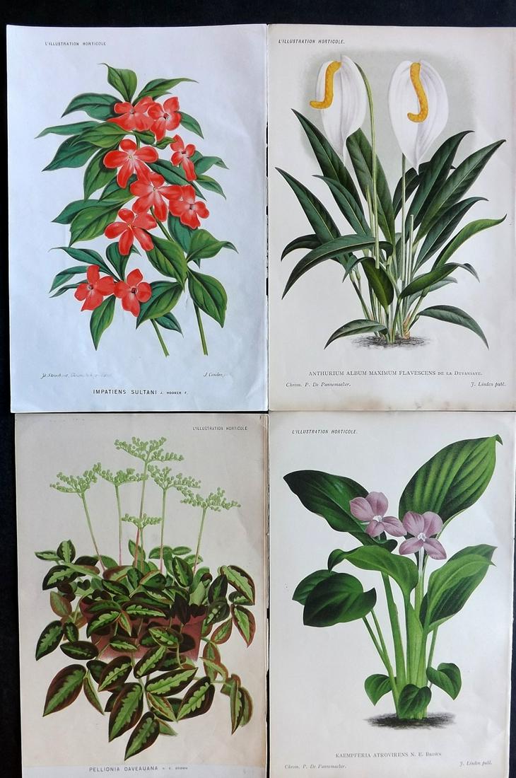 L'Illustration Horticole C1880 Lot of 4 Botanical (1 of 2)