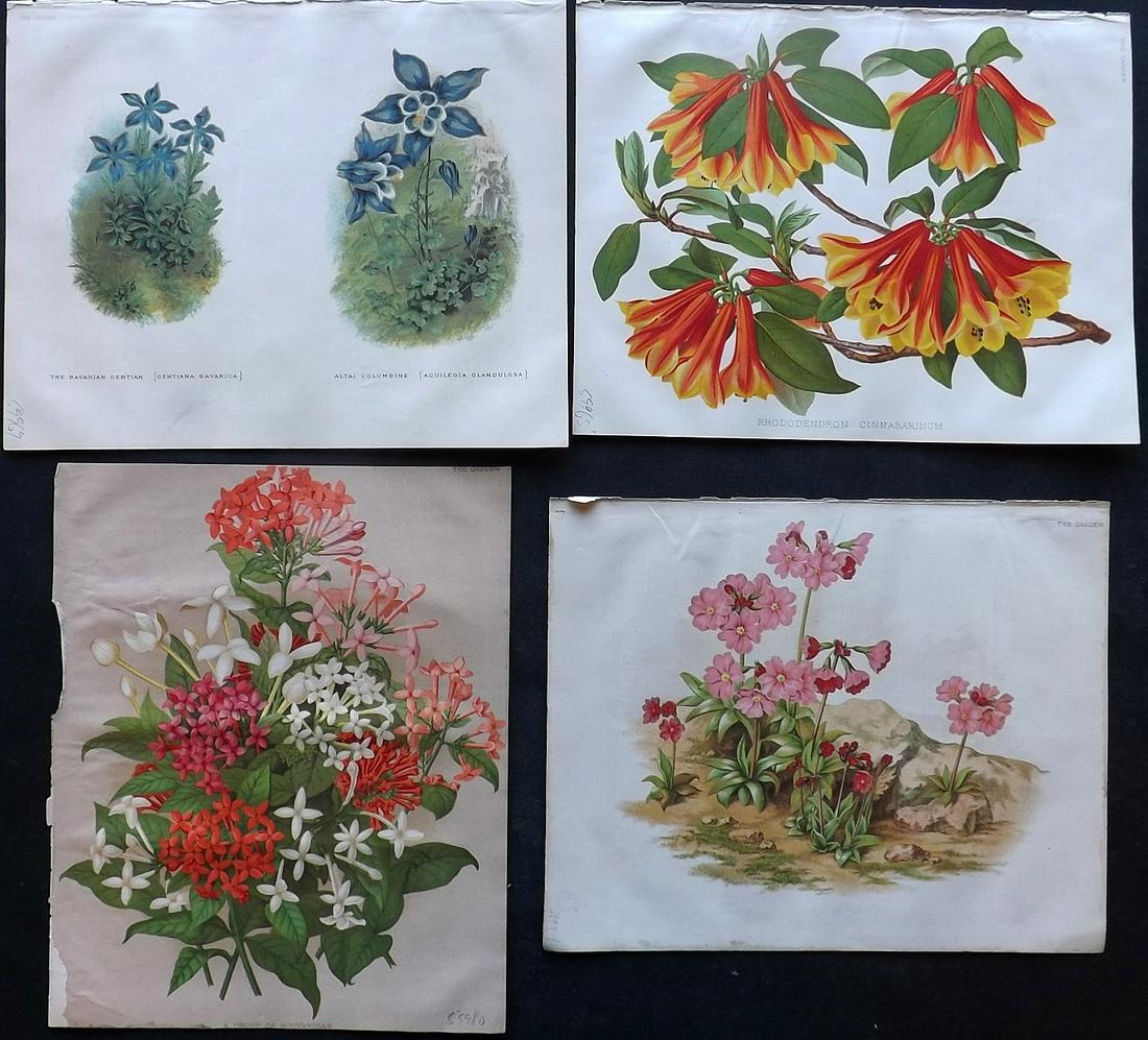 The Garden C1870 Lot of 4 Botanical Prints (1 of 2)