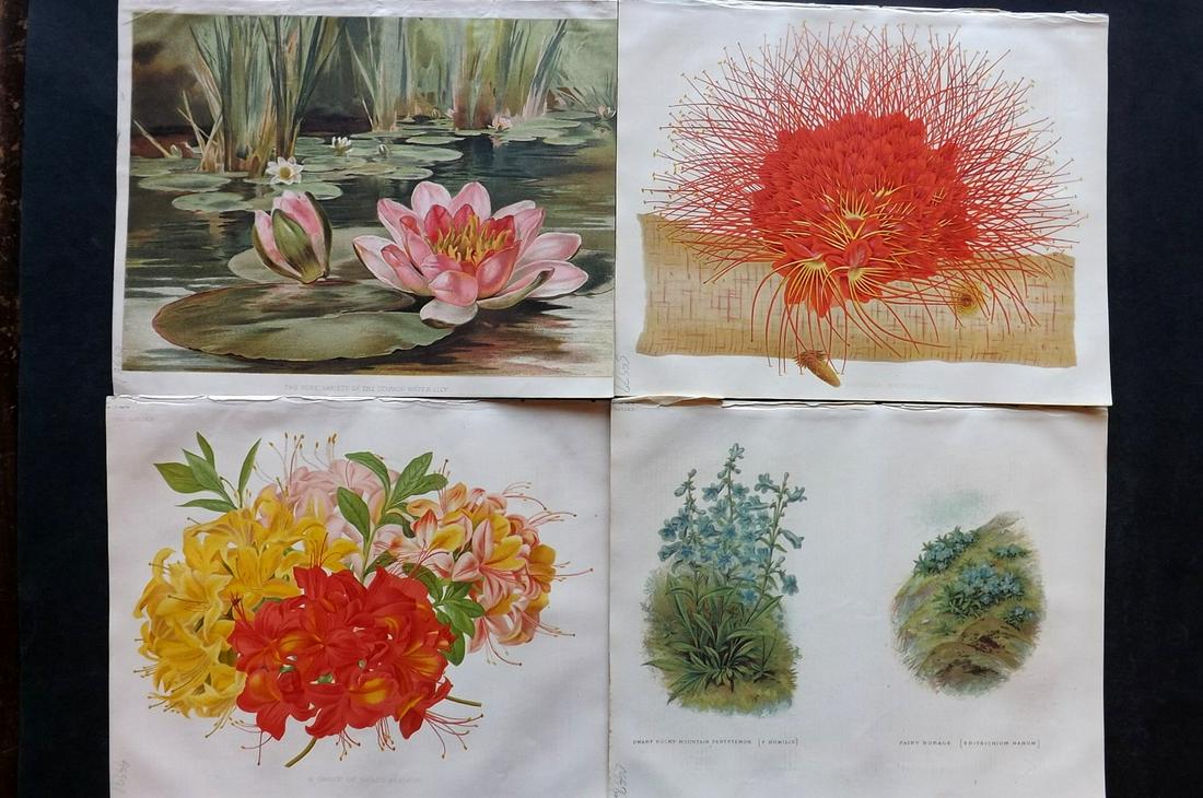 The Garden C1870 Lot of 4 Botanical Prints (1 of 2)