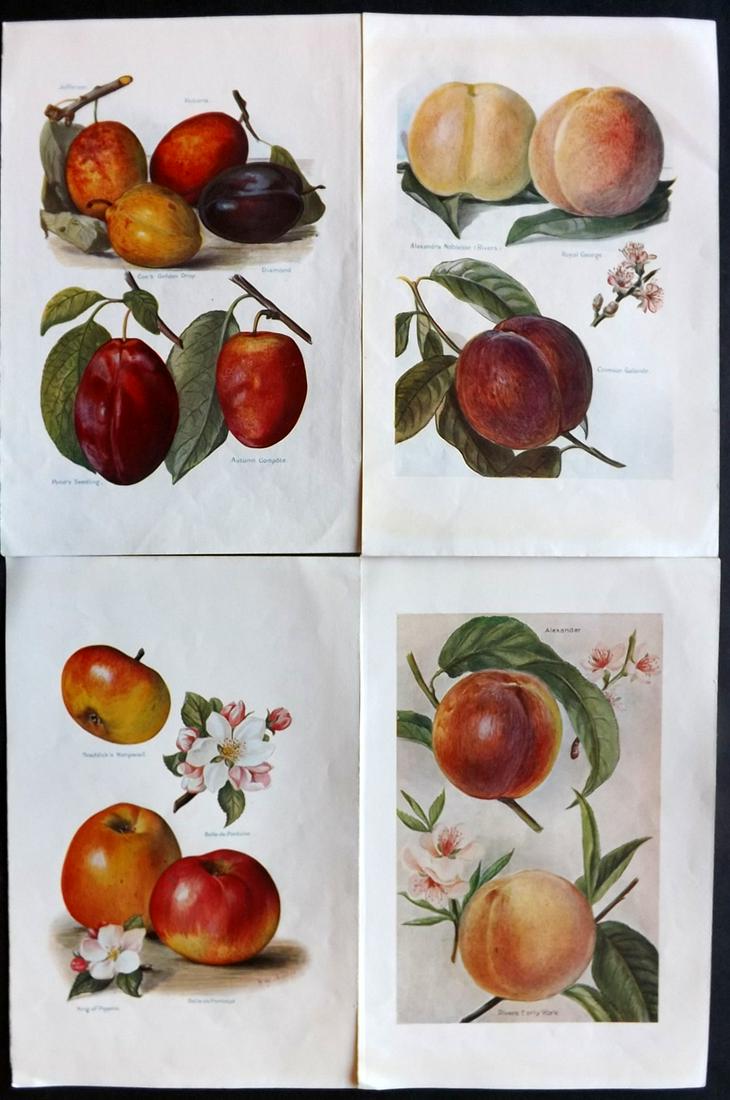 Wright, J & H 1924 Lot of 4 Vintage Fruit Prints: Lithographs Published 1924, London for "The Fruit-Grower's Guide" by John and Horace Wright. Paper Size: 10.5 x 7 inch (27 x 18cm) Very minor margin toning in parts. Good Condition