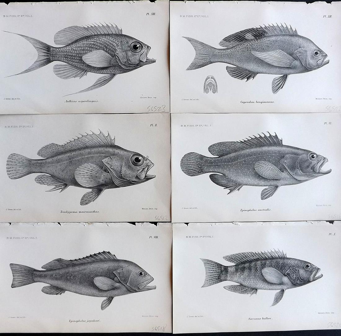 Boulenger, George 1895 Lot of 6 Fish Prints (1 of 2)
