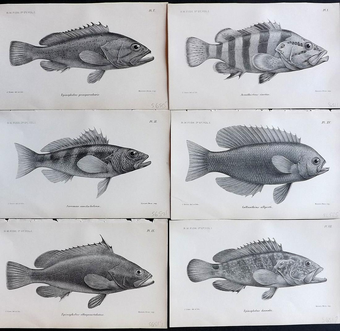Boulenger, George 1895 Lot of 6 Fish Prints (1 of 2)