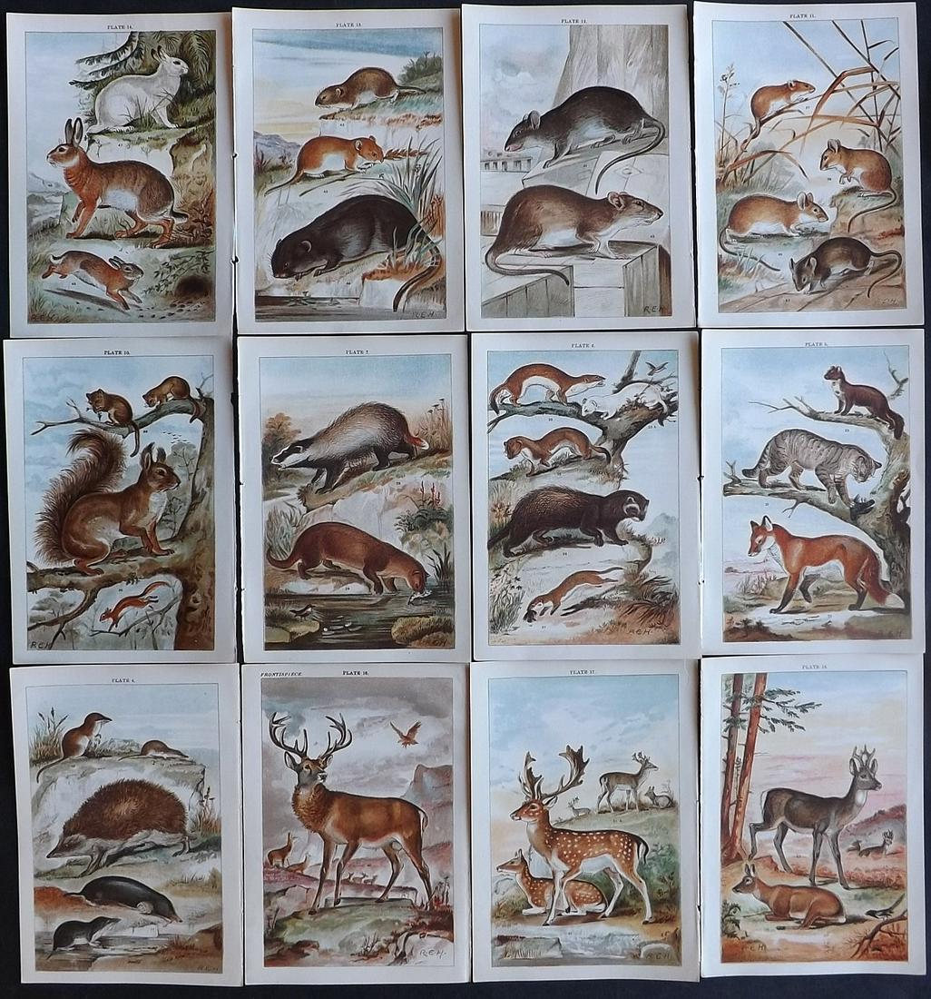 Gordon, W. J. C1900 Lot of 12 Prints. Mammals (1 of 2)