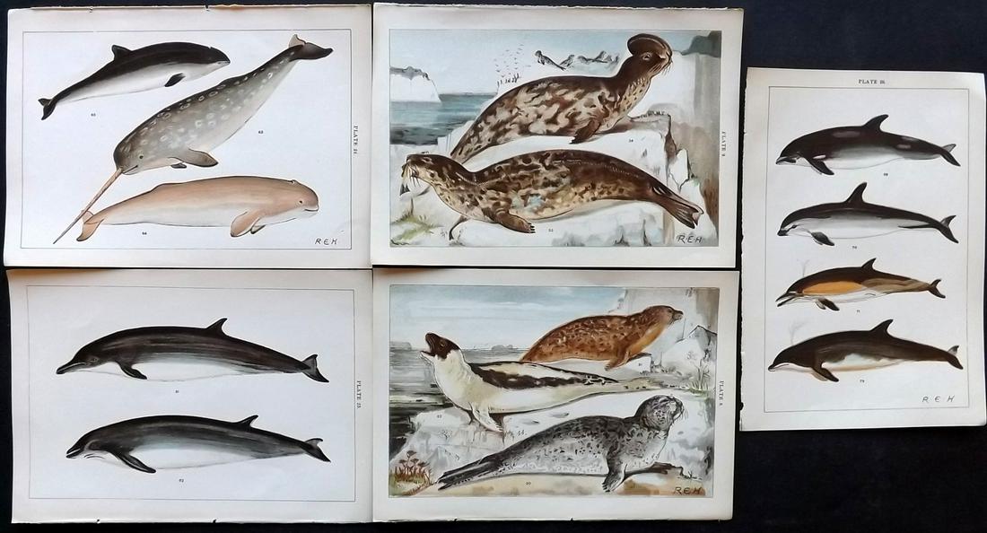 Gordon, W. J. C1900 Lot of 5 Prints. Dolphins, Seals (1 of 2)