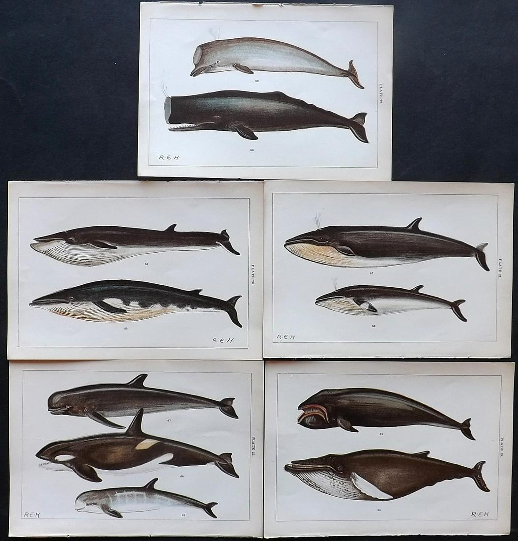 Gordon, W. J. C1900 Lot of 5 Prints. Whales (1 of 2)