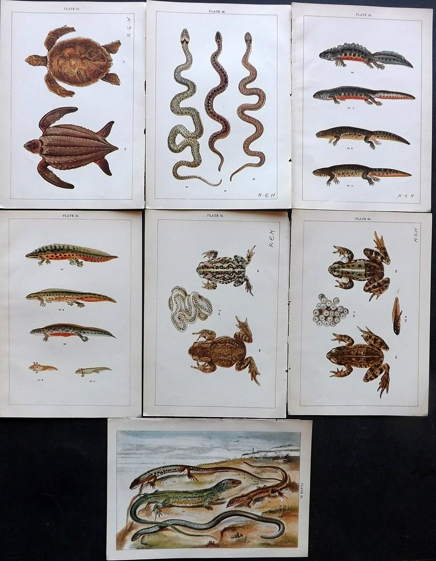 Gordon, W. J. C1900 Lot of 7 Prints. Reptiles (1 of 2)