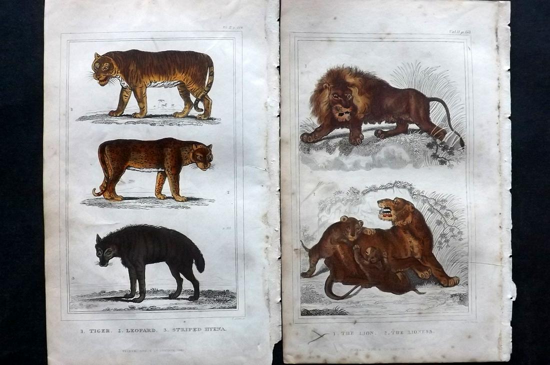 Goldsmith, Oliver C1839 Pair of HC Prints. Lion Tiger (1 of 2)