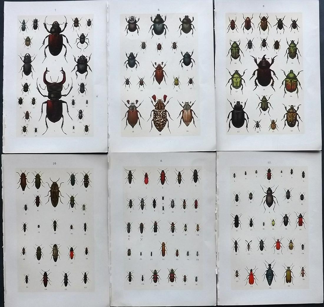 Hofmann & Kirby 1897 Lot of 6 Beetle Prints. Insects: Chromolithographs Published 1897, London for "The Young Beetle-Collectors Handbook" by Dr. E. Hofmann. Illustrated by William Kirby. Paper Size: 7.5 x 5 inch (19 x 13cm) Good Condition