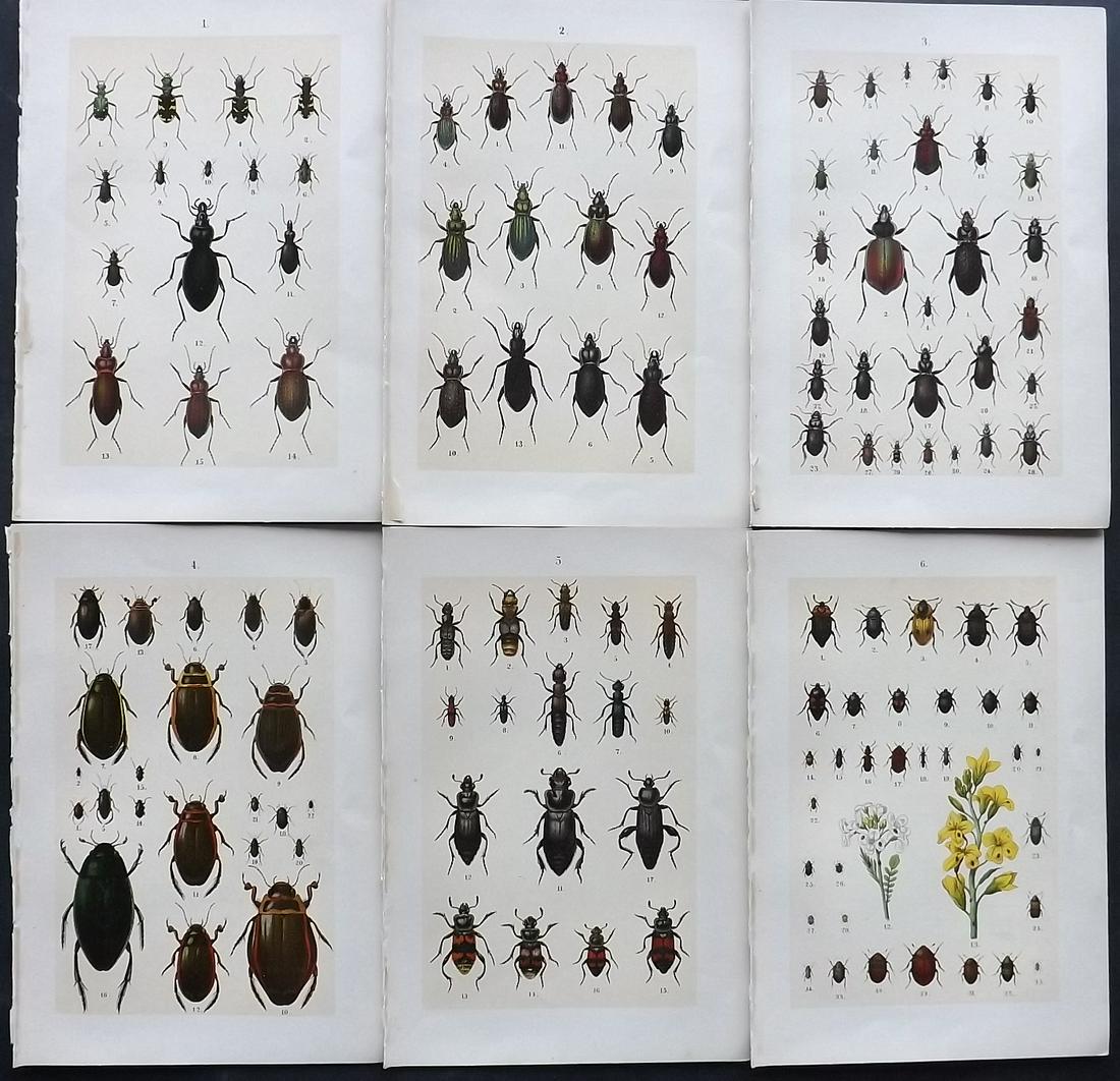 Hofmann & Kirby 1897 Lot of 6 Beetle Prints. Insects: Chromolithographs Published 1897, London for "The Young Beetle-Collectors Handbook" by Dr. E. Hofmann. Illustrated by William Kirby. Paper Size: 7.5 x 5 inch (19 x 13cm) Good Condition