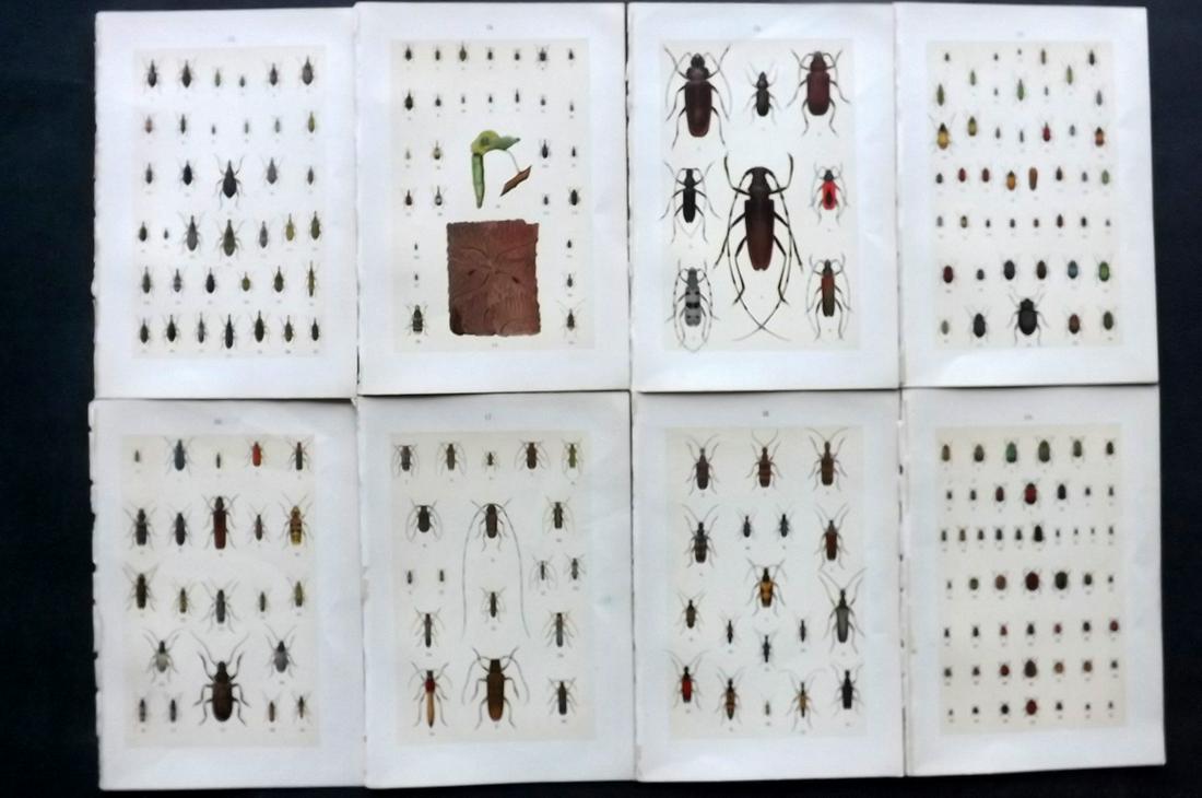 Hofmann & Kirby 1897 Lot of 8 Beetle Prints. Insects: Chromolithographs Published 1897, London for "The Young Beetle-Collectors Handbook" by Dr. E. Hofmann. Illustrated by William Kirby. Paper Size: 7.5 x 5 inch (19 x 13cm) Good Condition
