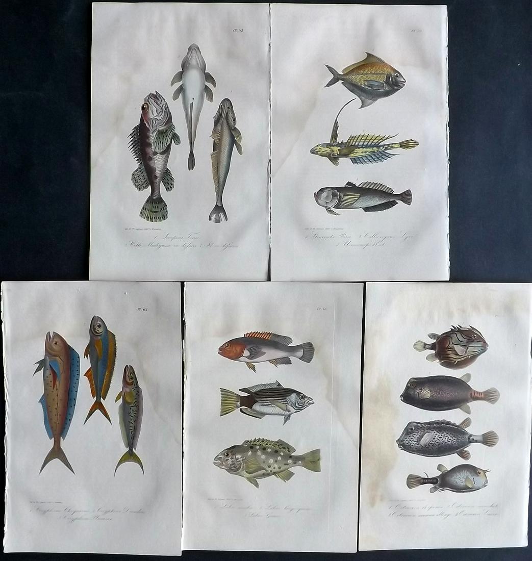 Lacepede, Bernard 1835 Lot of 5 HCol Prints. Fish (1 of 2)