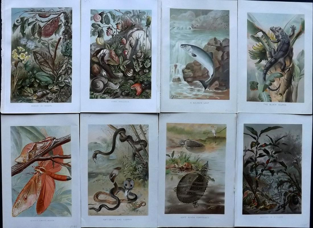 Lydekker, Richard 1895 Lot of 8 Natural History Prints: Chromolithographs Published 1894-95, London for "The Royal Natural History" by Richard Lydekker. Illustrated by Smit, Keulemans, Wolf and others. Paper Size: 10 x 6.5 inch (25 x 16.5cm) Good Condition