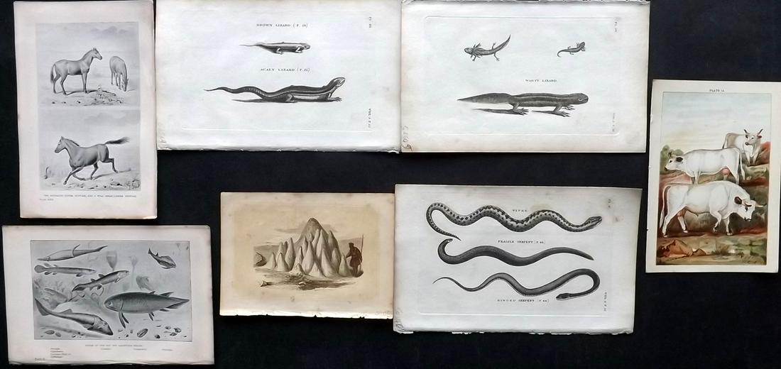 Natural History 19th Cent. Mixed Lot of 7 Prints (1 of 2)