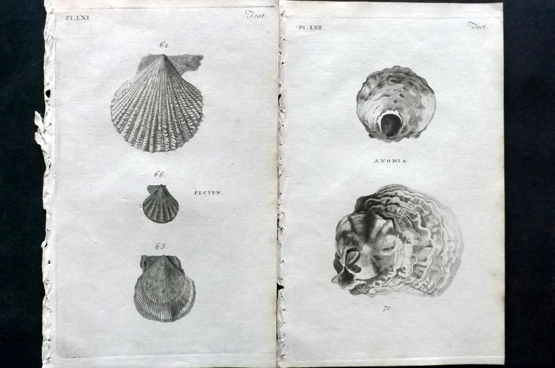 Pennant, Thomas 1770 Pair of Antique Shell Prints (1 of 2)