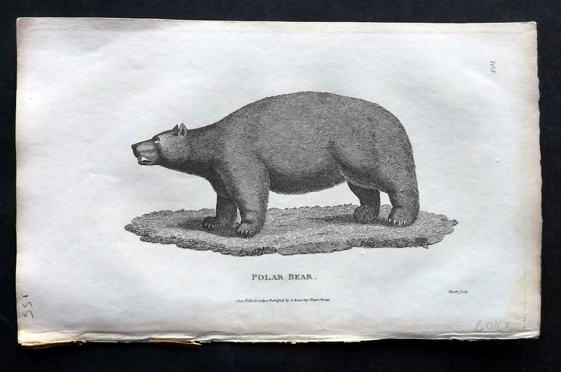 Shaw, George 1800 Antique Print. Polar Bear: Copper Plate Published 1800-26 by G.Kearsley, London for "General Zoology or Systematic Natural History" by George Shaw. Paper Size: 9 x 6 inch (23 x 15cm) Good Condition overall