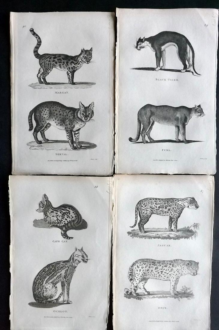 Shaw, George 1800 Lot of 4 Prints. Big Cats: Copper Plate Published 1800-26 by G.Kearsley, London for "General Zoology or Systematic Natural History" by George Shaw. Paper Size: 9 x 6 inch (23 x 15cm) Good Condition overall