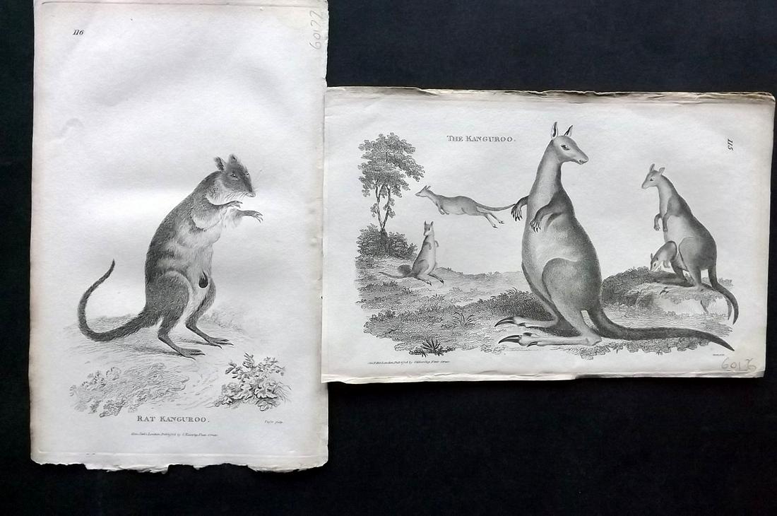 Shaw, George 1800 Pair of Prints. Kangaroo Australia: Copper Plate Published 1800-26 by G.Kearsley, London for "General Zoology or Systematic Natural History" by George Shaw. Paper Size: 9 x 6 inch (23 x 15cm) Good Condition overall