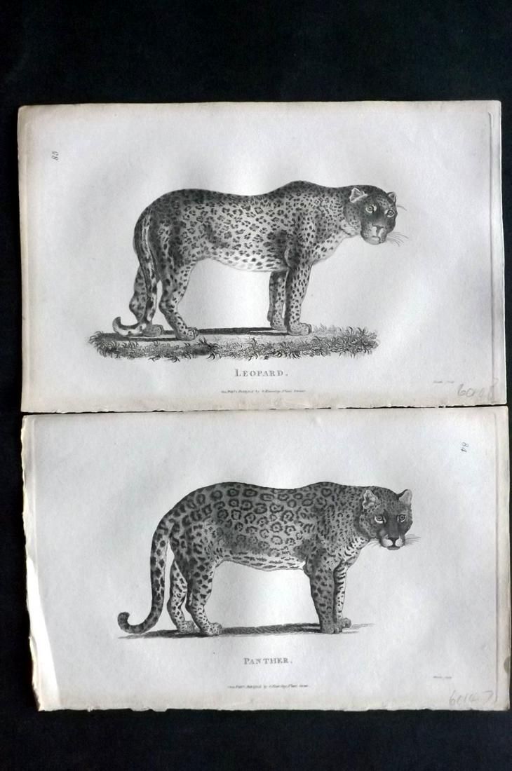 Shaw, George 1800 Pair of Prints. Panther & Leopard: Copper Plate Published 1800-26 by G.Kearsley, London for "General Zoology or Systematic Natural History" by George Shaw. Paper Size: 9 x 6 inch (23 x 15cm) Good Condition overall