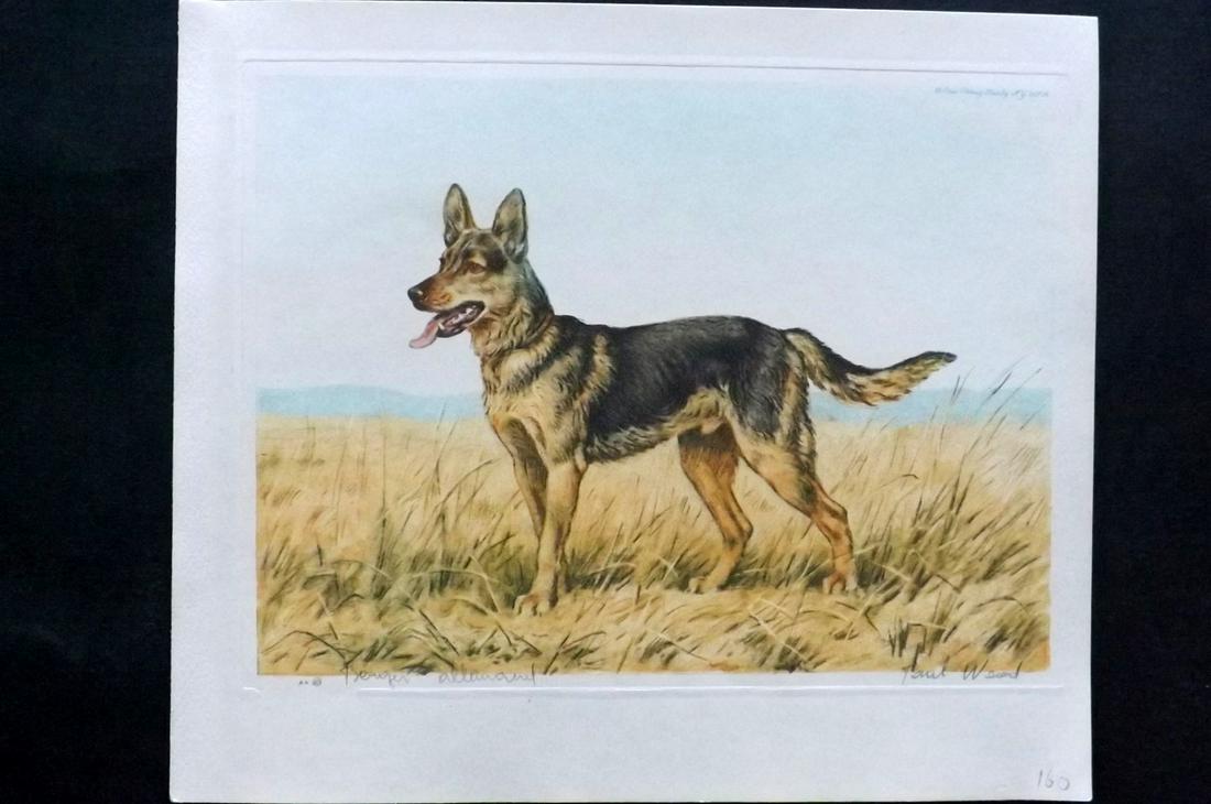 Wood, Paul C1935 Signed Dog Etching. Berger Allemand: Colour Printed Etching Published C1935 by the Paris Etching Society, New York. Drawn & Etched by Paul Wood. Signed and Titled in pencil by Wood, bottom margin. Paper Size: 9.5 x 8.5 inch (24 x 22cm) G