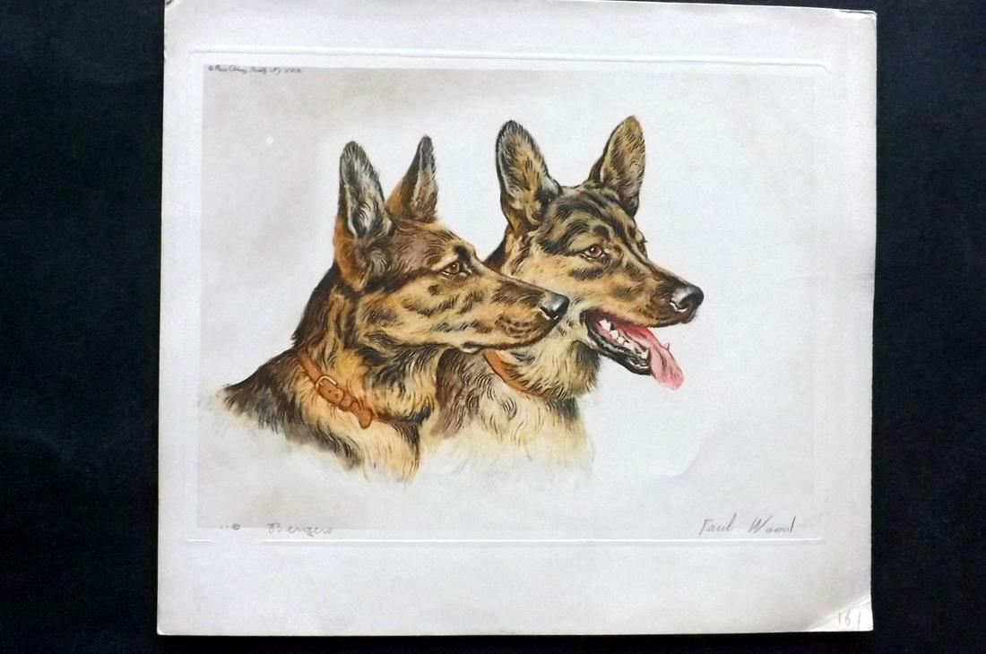 Wood, Paul C1935 Signed Dog Etching. Bergers (1 of 2)