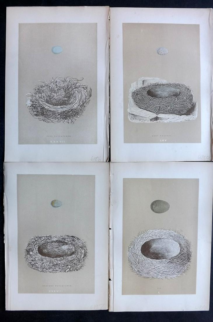 Morris, Francis 1896 Lot of 4 Antique Bird Nest Prints: Woodblocks Published 1896 by John C. Nimmo, London for "A Natural History of the Nests and Eggs of British Birds" By the Rev. Francis Orpen Morris, printed Benjamin Fawcett. Printed in colours and fin