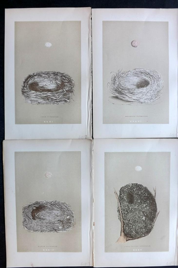 Morris, Francis 1896 Lot of 4 Antique Bird Nest Prints: Woodblocks Published 1896 by John C. Nimmo, London for "A Natural History of the Nests and Eggs of British Birds" By the Rev. Francis Orpen Morris, printed Benjamin Fawcett. Printed in colours and fin