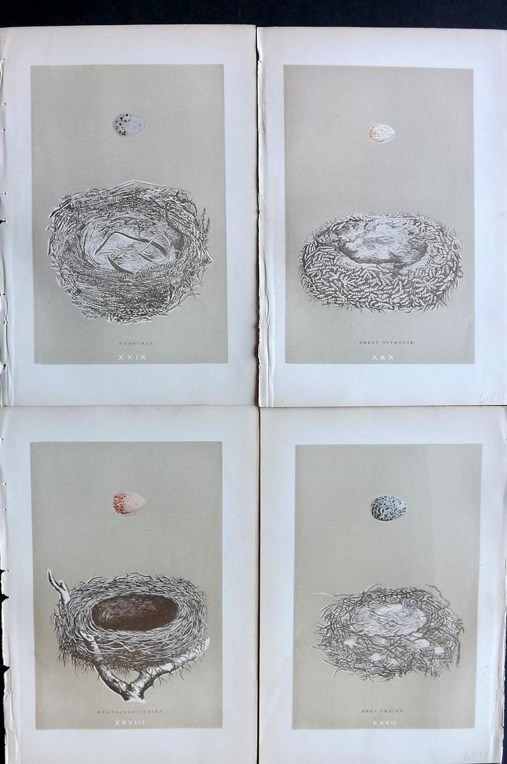 Morris, Francis 1896 Lot of 4 Antique Bird Nest Prints: Woodblocks Published 1896 by John C. Nimmo, London for "A Natural History of the Nests and Eggs of British Birds" By the Rev. Francis Orpen Morris, printed Benjamin Fawcett. Printed in colours and fin
