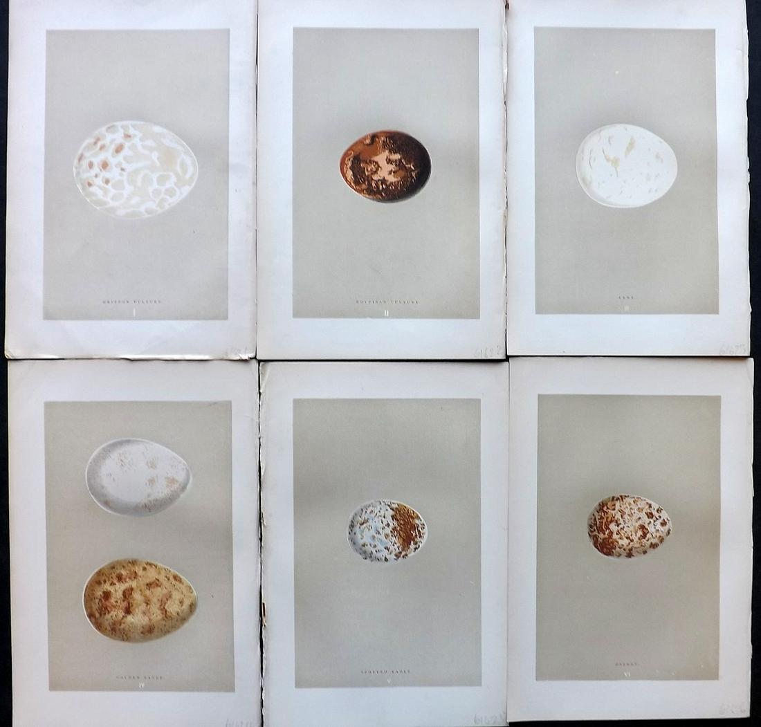 Morris, Francis 1896 Lot of 6 Antique Bird Egg Prints: Woodblocks Published 1896 by John C. Nimmo, London for "A Natural History of the Nests and Eggs of British Birds" By the Rev. Francis Orpen Morris, printed Benjamin Fawcett. Printed in colours and fin