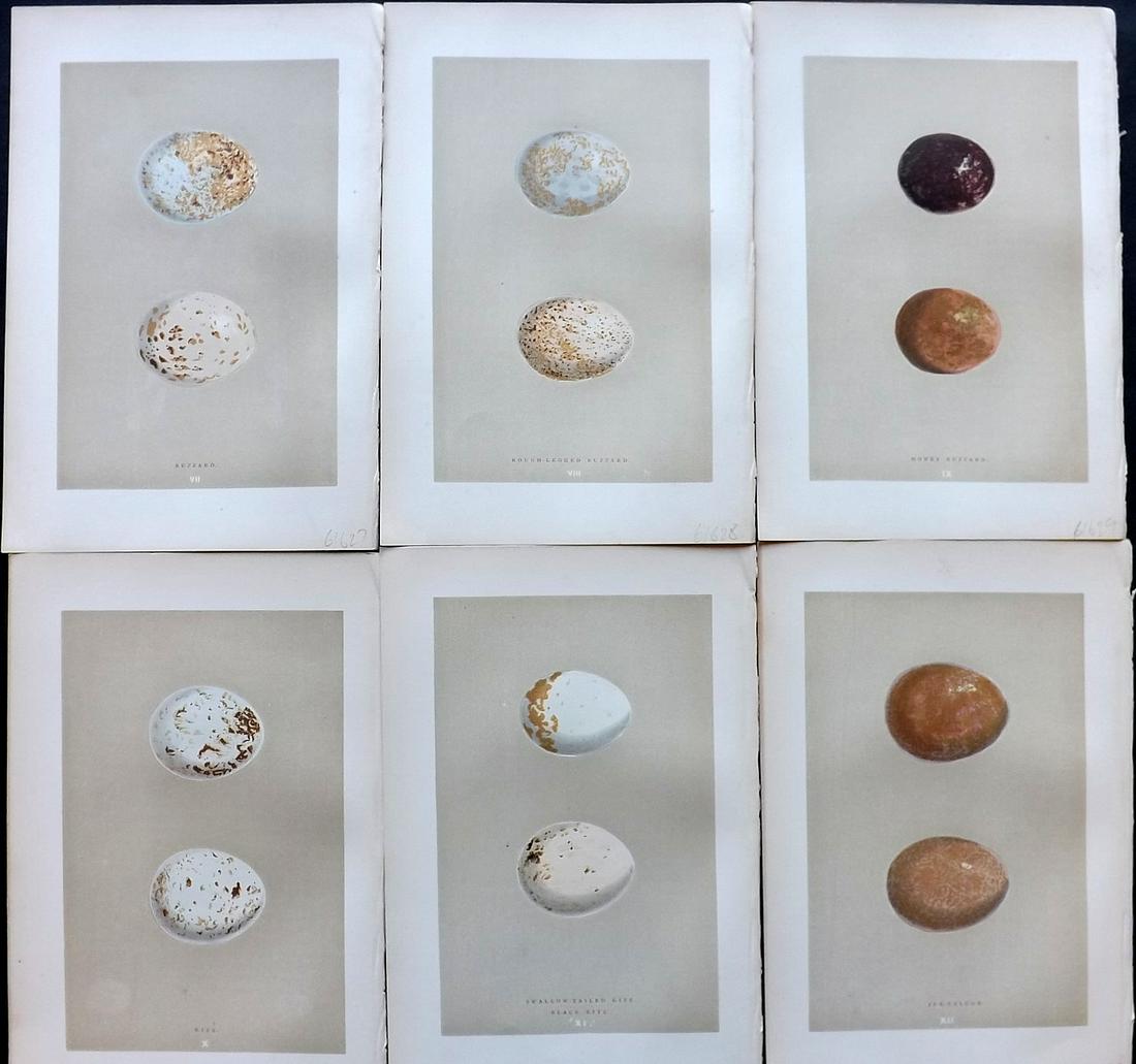 Morris, Francis 1896 Lot of 6 Antique Bird Egg Prints: Woodblocks Published 1896 by John C. Nimmo, London for "A Natural History of the Nests and Eggs of British Birds" By the Rev. Francis Orpen Morris, printed Benjamin Fawcett. Printed in colours and fin