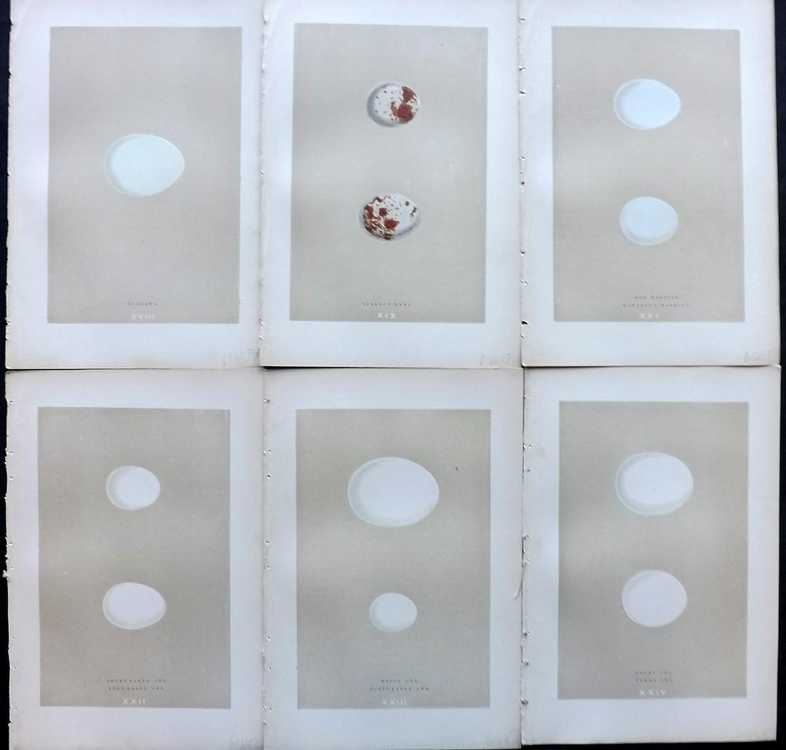 Morris, Francis 1896 Lot of 6 Antique Bird Egg Prints: Woodblocks Published 1896 by John C. Nimmo, London for "A Natural History of the Nests and Eggs of British Birds" By the Rev. Francis Orpen Morris, printed Benjamin Fawcett. Printed in colours and fin