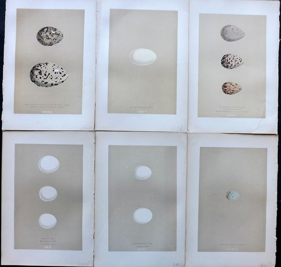 Morris, Francis 1896 Lot of 6 Antique Bird Egg Prints: Woodblocks Published 1896 by John C. Nimmo, London for "A Natural History of the Nests and Eggs of British Birds" By the Rev. Francis Orpen Morris, printed Benjamin Fawcett. Printed in colours and fin