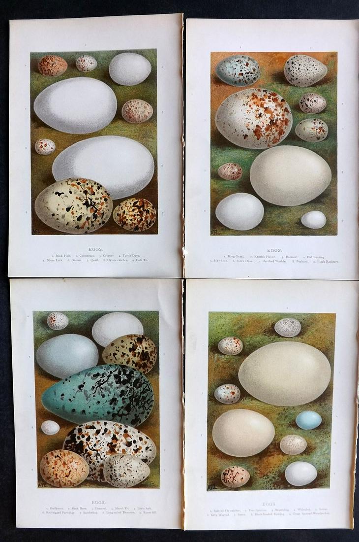 Swaysland, Walter 1883 Lot of 4 Bird Egg Prints. 1st: Chromolithographs Published 1883, London for "Familiar Wild Birds" First Edition by Walter Swaysland. Illustrated by Archibald Thorburn and others. Paper Size: 7.5 x 5 inch (19 x 13cm) Good Condition