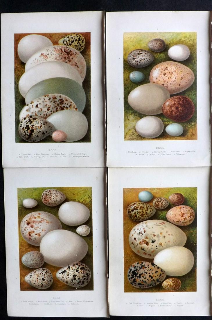 Swaysland, Walter 1883 Lot of 4 Bird Egg Prints. 1st: Chromolithographs Published 1883, London for "Familiar Wild Birds" First Edition by Walter Swaysland. Illustrated by Archibald Thorburn and others. Paper Size: 7.5 x 5 inch (19 x 13cm) Good Condition