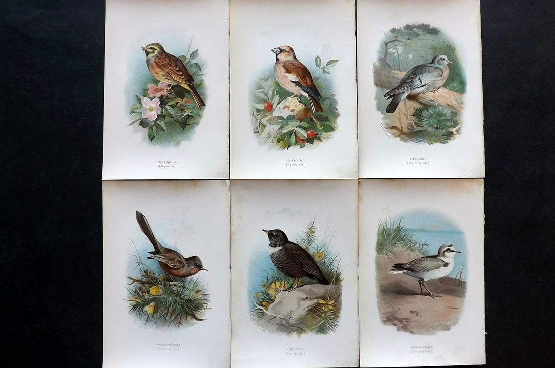 Swaysland, Walter 1883 Lot of 6 Bird Prints. 1st Ed.: Chromolithographs Published 1883, London for "Familiar Wild Birds" First Edition by Walter Swaysland. Illustrated by Archibald Thorburn and others. Paper Size: 7.5 x 5 inch (19 x 13cm) Good Condition