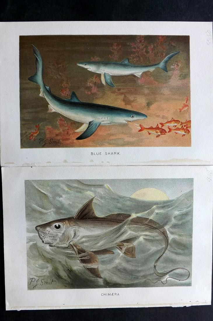Lydekker, Richard 1895 Pair of Prints. Shark & Fish: Chromolithographs Published 1894-95, London for "The Royal Natural History" by Richard Lydekker. Illustrated by Smit, Keulemans, Wolf and others. Paper Size: 10 x 6.5 inch (25 x 16.5cm) Good Condition