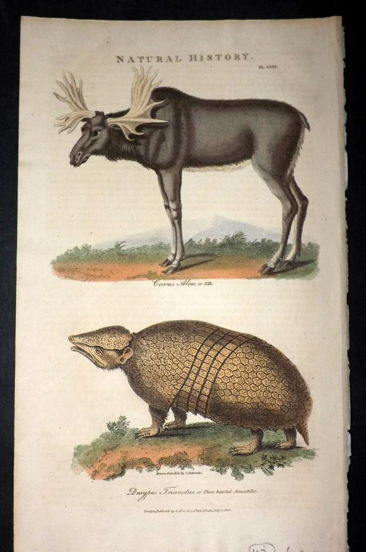 Pantologia 1813 Hand Col Print. Elk, Armadillo (1 of 2)