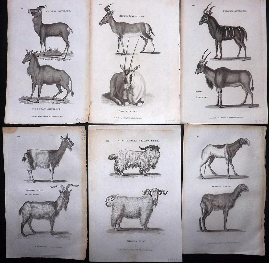 Shaw, George 1800 Lot of 6 Prints. Goats, Antelopes: Copper Plates Published 1800-26 by G.Kearsley, London for "General Zoology or Systematic Natural History" by George Shaw. Paper Size: 9 x 6 inch (23 x 15cm) Good Condition overall